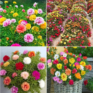 Hạt giống hoa 10h kép mix màu-gói 200 hạt