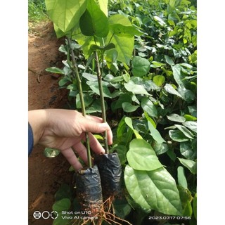 cây giống bò khai