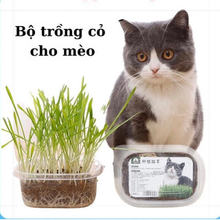 Bộ trồng cỏ cho mèo - Hạt giống cỏ mèo tự trồng - Lupipetshop