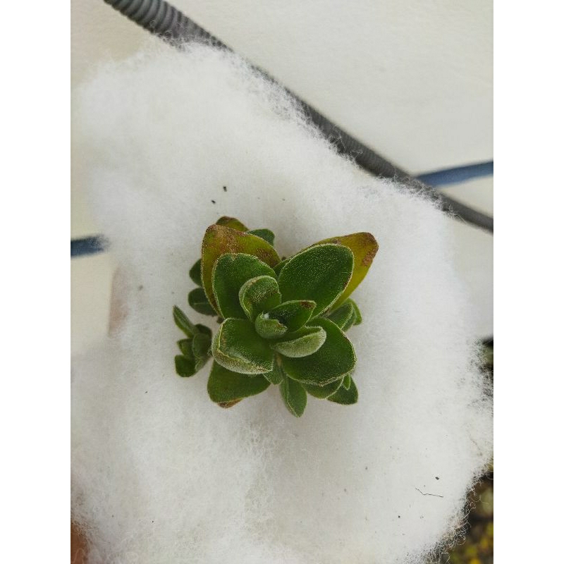 sen đá crassula Springtime (echeveria crassula Springtime)