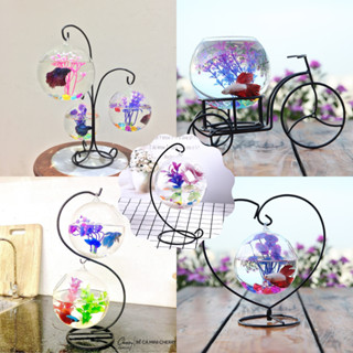 Bể Cá Mini treo để bàn với nhiều mẫu có kèm phụ kiện