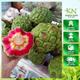 Na rừng Tây Bắc tươi xanh vỏ đỏ lòng 1kg