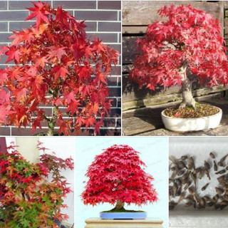 Hạt giống cây Phong Lá Đỏ nhật bản-gói 10 hạt