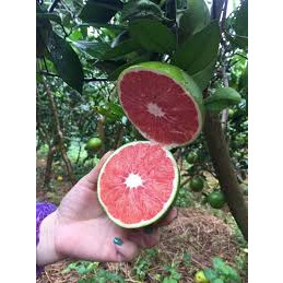 Cây giống cam cara ruột đỏ không hạt chuẩn f1