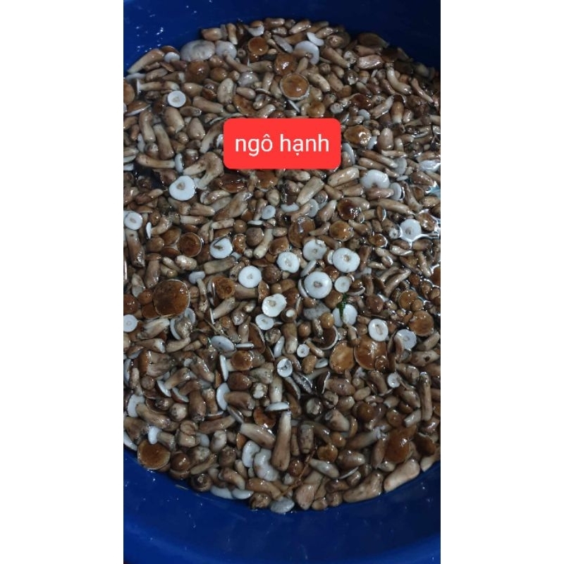 Nấm rừng tràm 1kg loại ngon.
