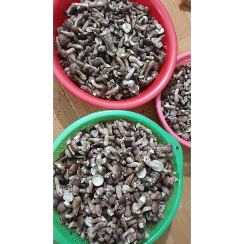 Nấm rừng tràm 1kg loại ngon.