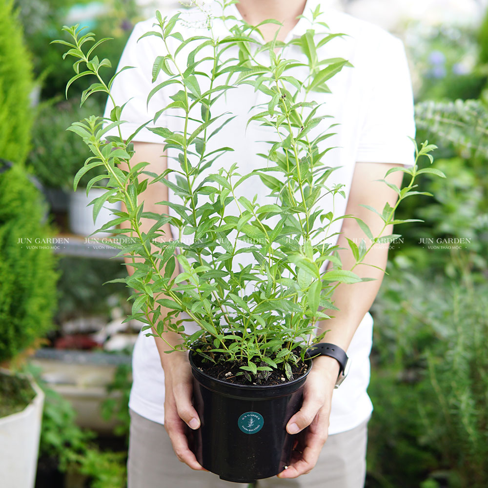 Cây Giống Sả Chanh Pháp  Cây Đuổi Muỗi Tốt | Đã Thay Chậu - Jun Garden Premium