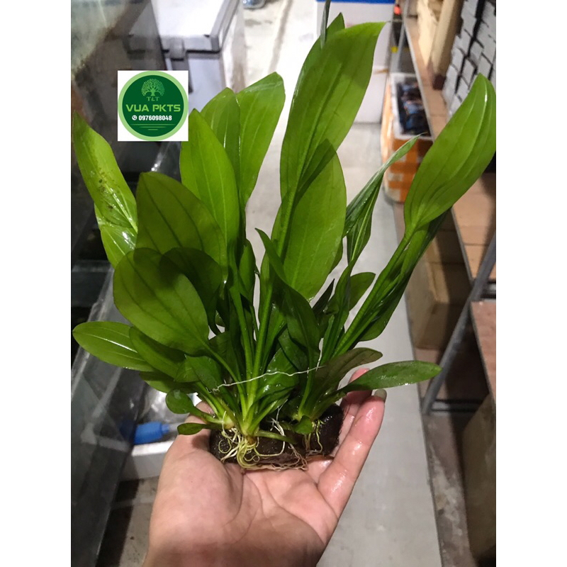 Cây Thanh Đản thủy sinh