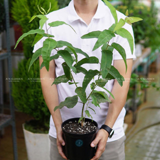   Hoả Tốc  Cây Bạch Đàn Chanh  Khuynh Diệp  Cực Thơm Dễ Chăm Sóc | Đã Thay Chậu - Jun Garden Premium 