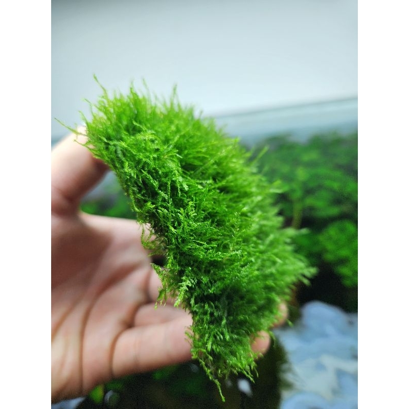 Rêu Mini Spinky | Dòng rêu đẹp dễ chăm sóc