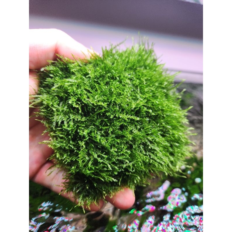 Rêu Mini Spinky | Dòng rêu đẹp dễ chăm sóc