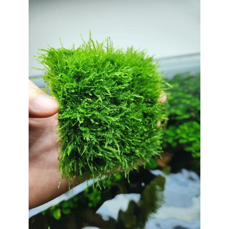 Rêu Mini Spinky | Dòng rêu đẹp dễ chăm sóc