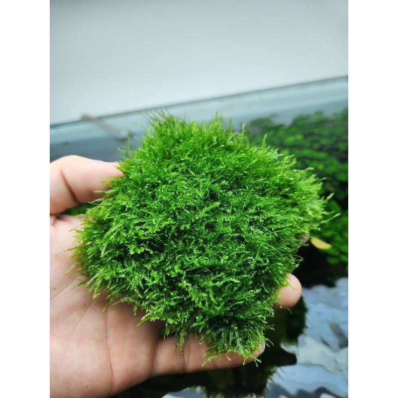 Rêu Mini Spinky | Dòng rêu đẹp dễ chăm sóc