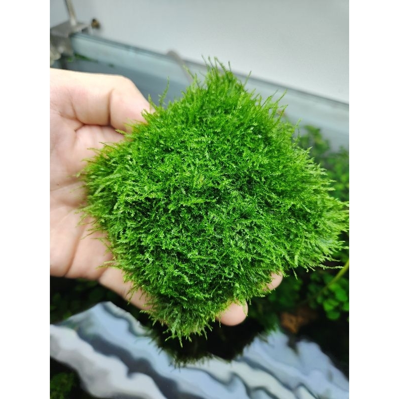 Rêu Mini Spinky | Dòng rêu đẹp dễ chăm sóc