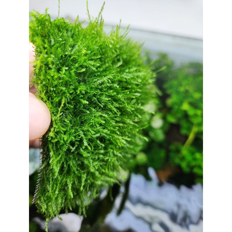 Rêu Mini Spinky | Dòng rêu đẹp dễ chăm sóc