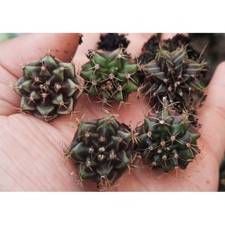 Compo 5 cây xương rồng gym vân mini size ~2cm