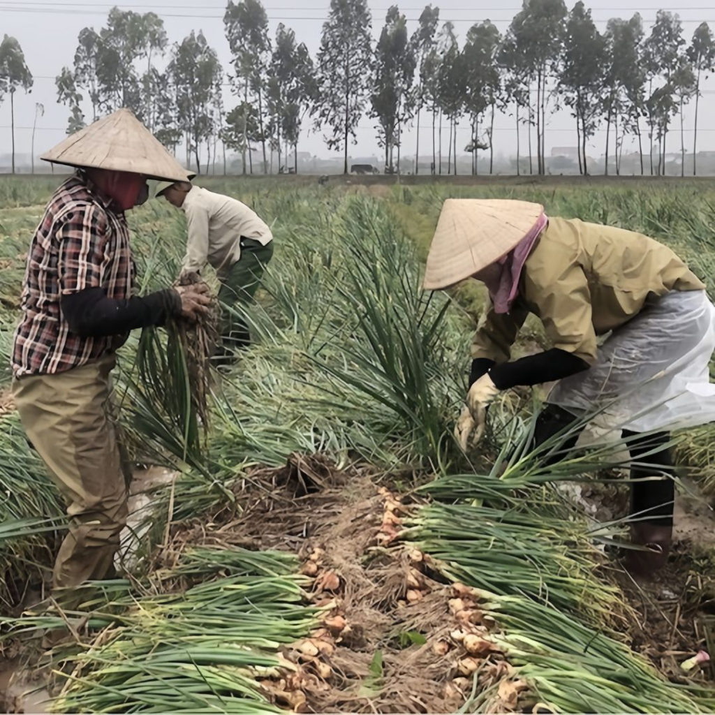 HÀNH CỦ TA KINH MÔN LOẠI NGON NHẤT  - CỦ TO ĐỀU, KHÔNG ÓP, KHÔ VÀ KHÔNG CHẤT BẢO QUẢN.