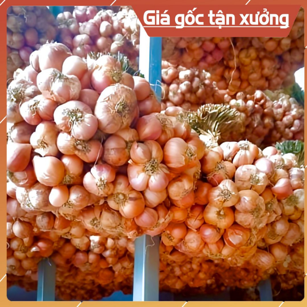 HÀNH CỦ TA KINH MÔN LOẠI NGON NHẤT  - CỦ TO ĐỀU, KHÔNG ÓP, KHÔ VÀ KHÔNG CHẤT BẢO QUẢN.