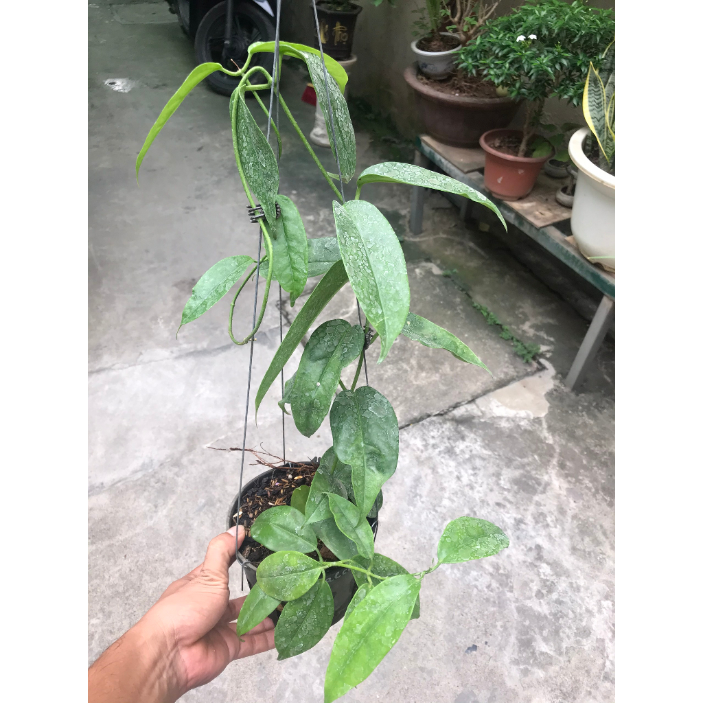 Giò hoa lan cẩm cù Haconensis hoa vàng