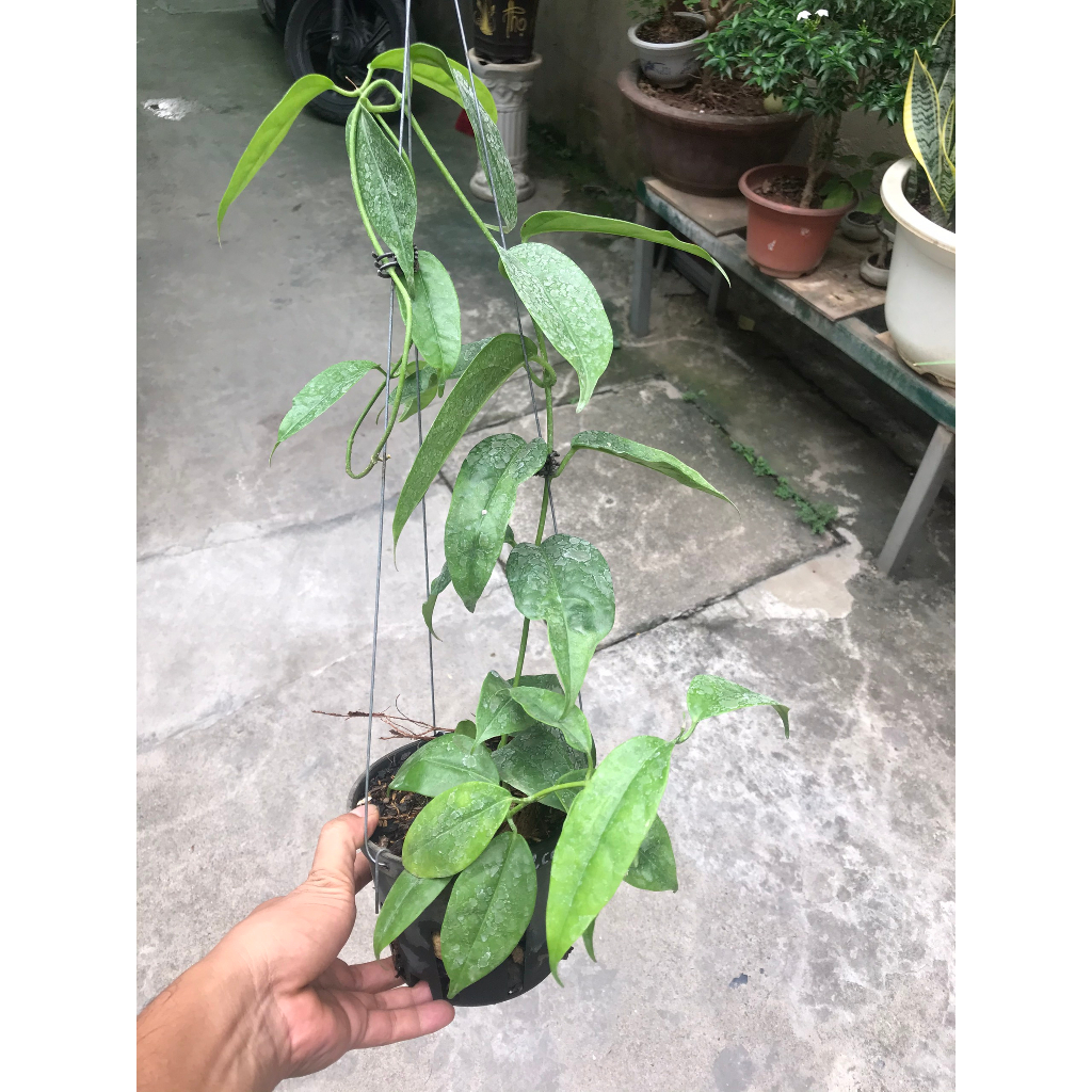 Giò hoa lan cẩm cù Haconensis hoa vàng
