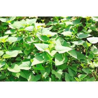 Combo 5 -10 dây giống rau lang nhật siêu ngọn để trồng - dây khỏe không héo