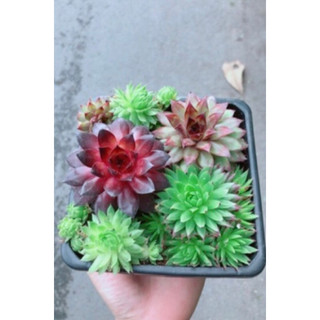 Chậu sen Phật bà mix ngẫu nhiên nhiều loại
