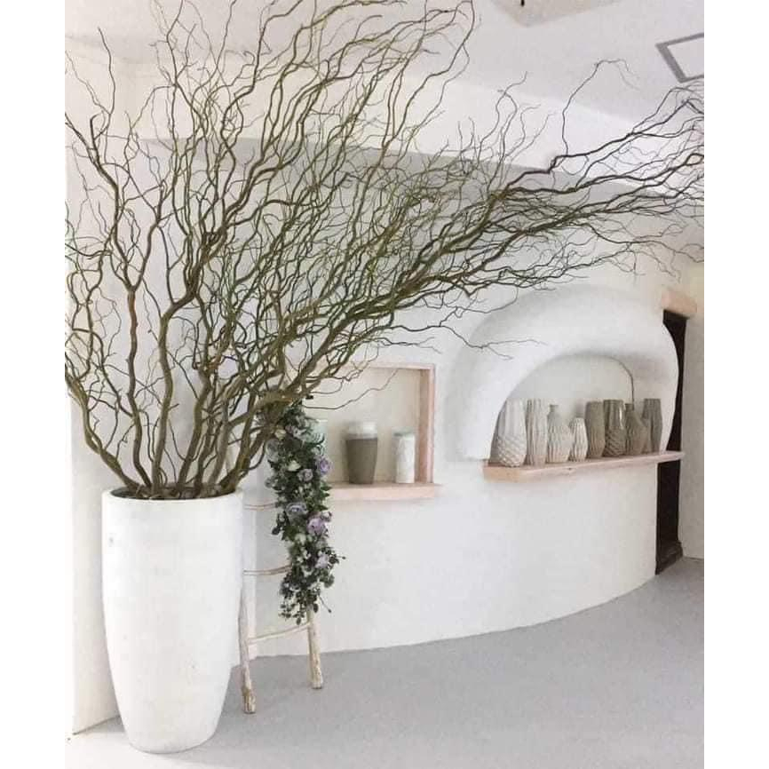 1 bó cành Salix (10 cành)
