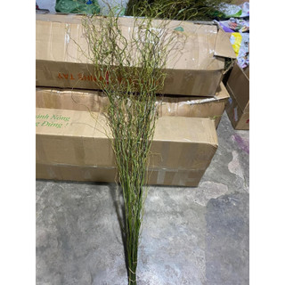 1 bó cành Salix (10 cành)