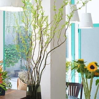1 bó cành Salix (10 cành)