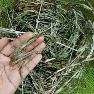 Mần trầu khô đẹp 100g