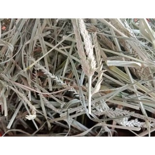 Mần trầu khô đẹp 100g