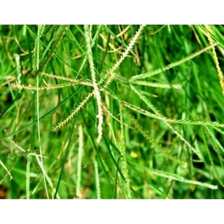 Mần trầu khô đẹp 100g