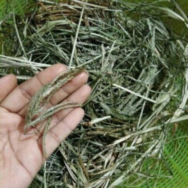 Cỏ Mần Trầu Khô - Loại Sạch, Thơm Mới, mát gan, thanh nhiệt
