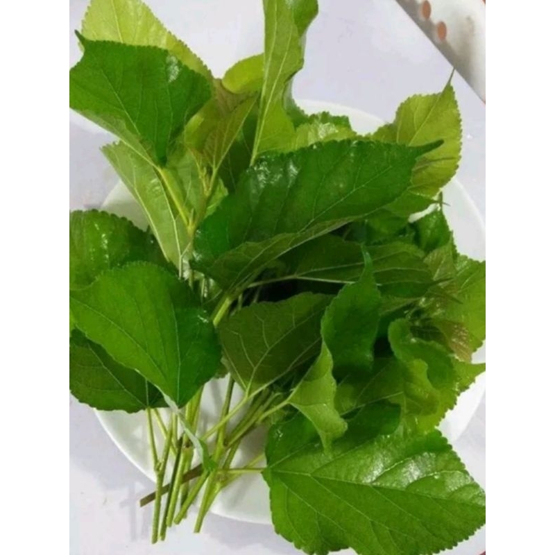 1 Kg lá dâu tằm sấy khô hàng loại 1
