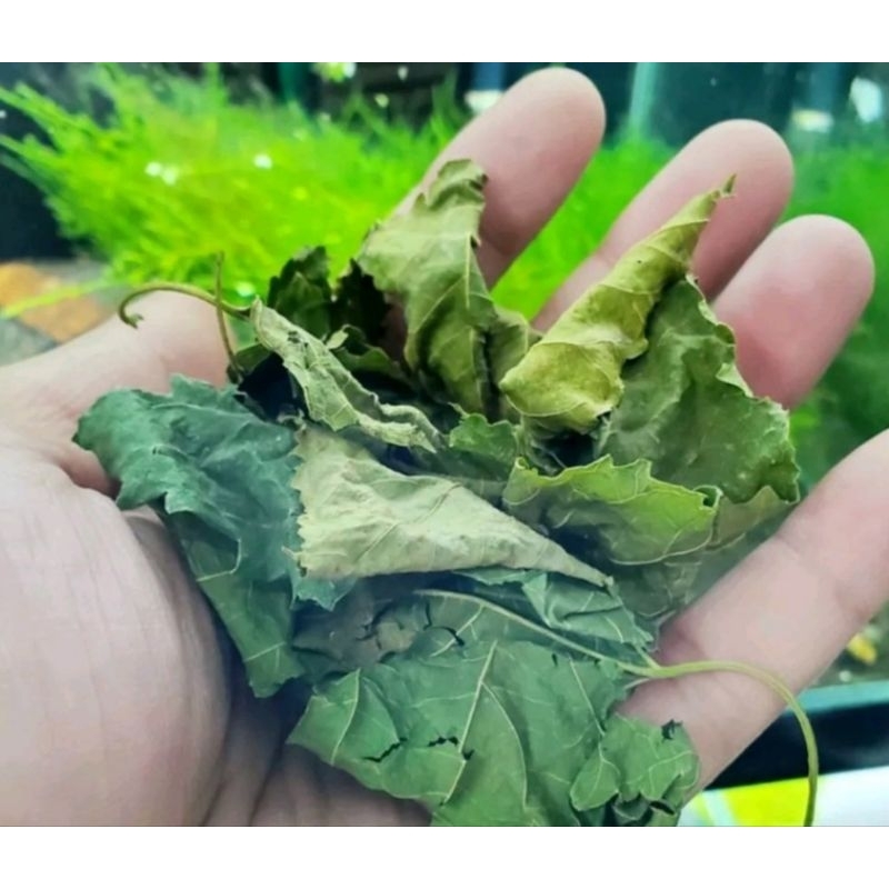 1 Kg lá dâu tằm sấy khô hàng loại 1