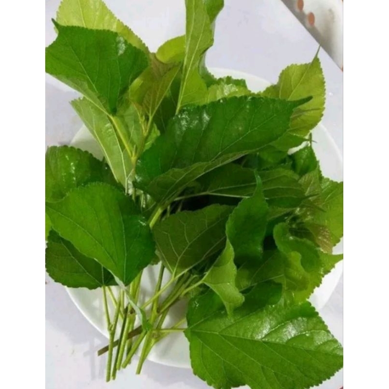 Lá Dâu Tằm Tươi 1 Ký