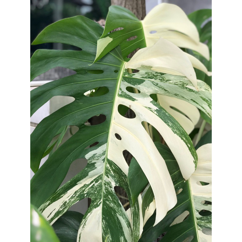 Monstera Albo