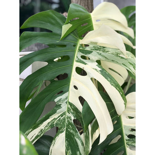 Monstera Albo