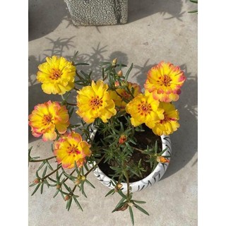 Hoa mười giờ  kép mỹ(1 khóm có rễ)