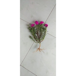 Hoa mười giờ  kép mỹ(1 khóm có rễ)