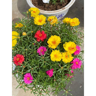 Hoa mười giờ kép mỹ(1khóm có rễ)