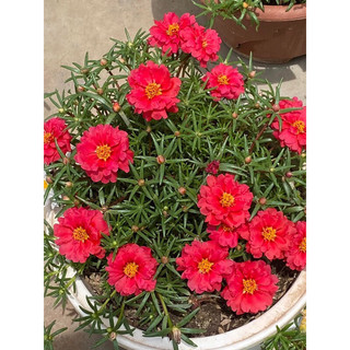 Hoa mười giờ kép mỹ(1khóm có rễ)