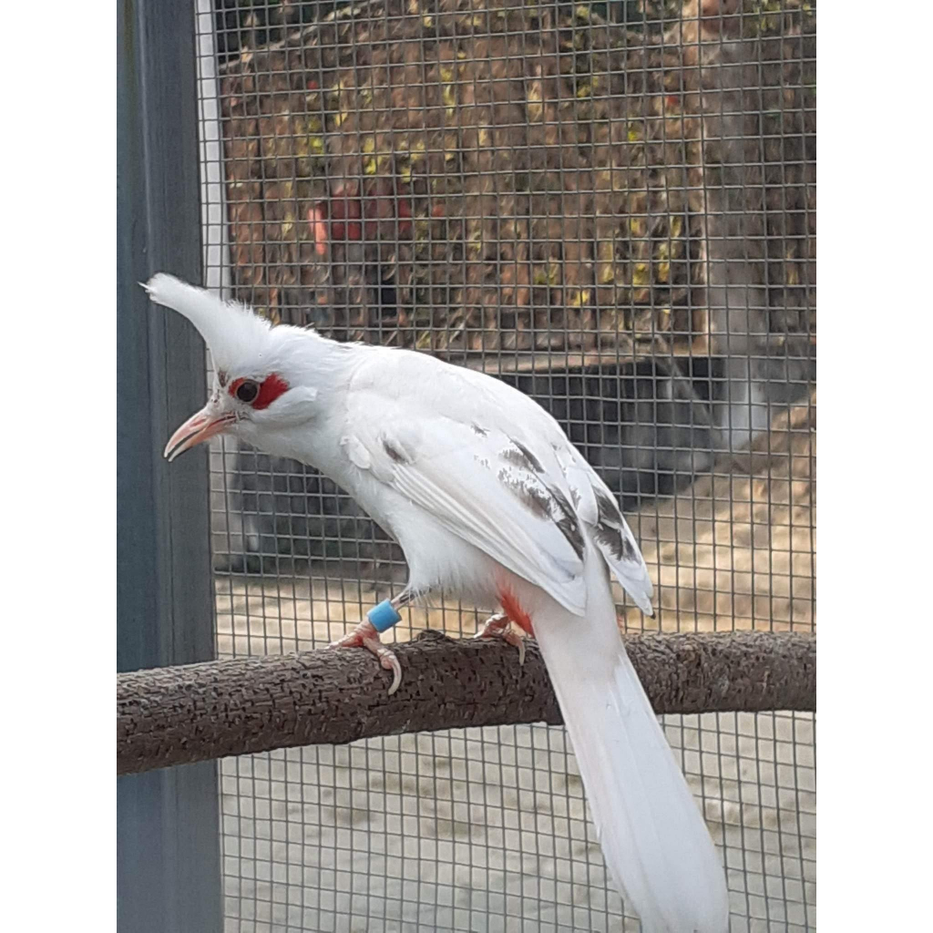 Vòng đeo chân chim gồm 36 màu sắc khác nhau