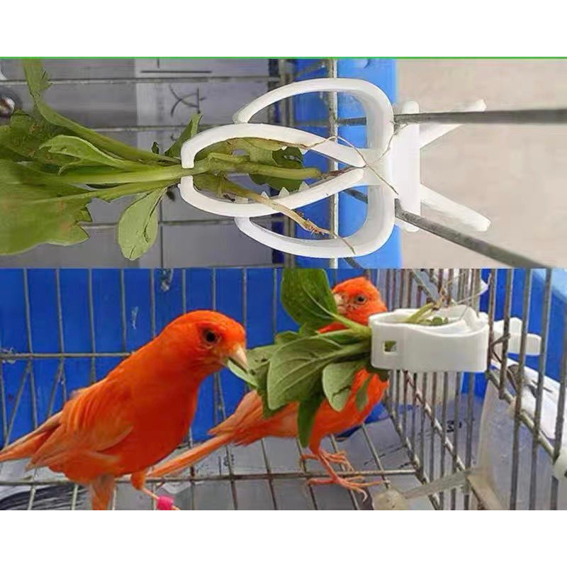 Vòng đeo chân chim gồm 36 màu sắc khác nhau