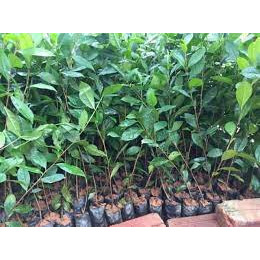 Com bo 5 Cây chè xanh giống - cây chè uống nước