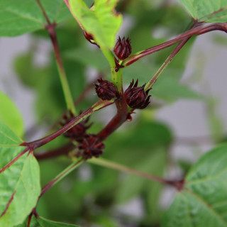ATISO ĐỎ| HIBISCUS