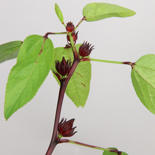 ATISO ĐỎ| HIBISCUS