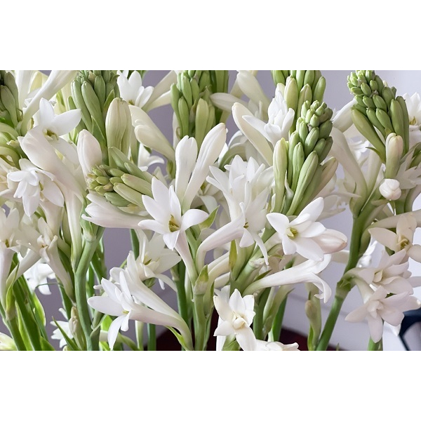 Tinh dầu Hoa Huệ 10ml - 100ml / Tuberose Pure Oil