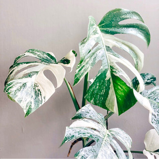 Monstera Albo