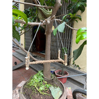 cầu đứng cho vẹt nhỡ.
